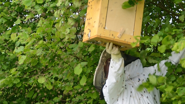 Das Einfangen von schwärmenden Bienen gehört ebenfalls zu den Aufgaben eines Imkers. (Bild Martin Mullis)