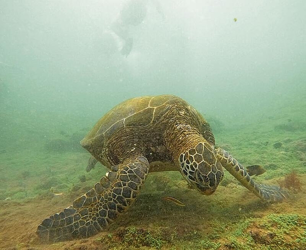 Elegante Meeresschildkröten.