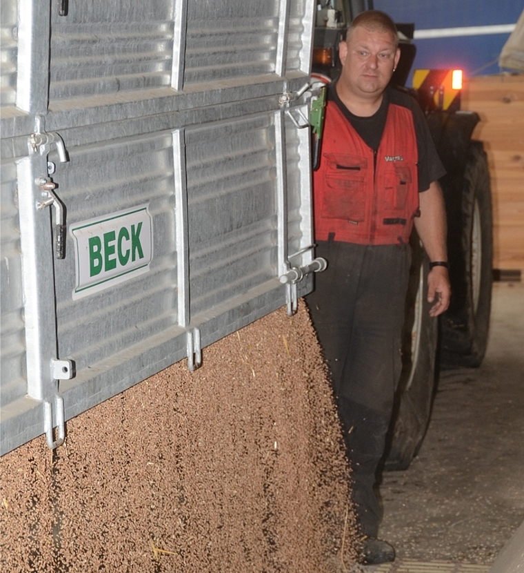 Der Weizen konnte gerade noch rechtzeitig geerntet werden: Reto Andermatt aus Jonen AG, kippt 12 Tonnen Weizenkörner bei der Sammelstelle in Mettmenstetten. (Bild Martin Mullis)