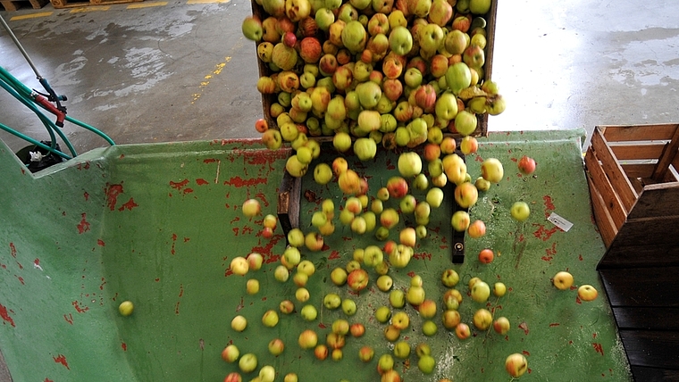 Bei der Mosterei Wittwer werden die ersten Gravensteiner Äpfel angeliefert und gepresst. (Bild Salomon Schneider)