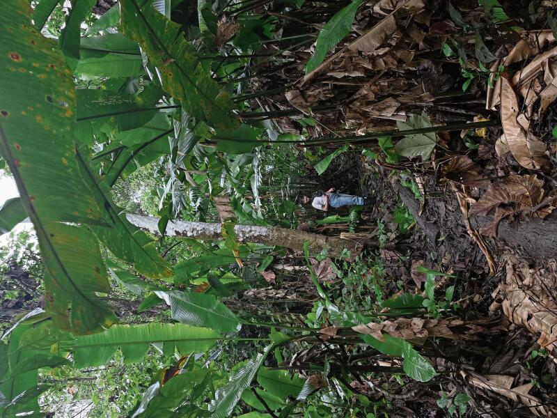 Bitte nicht verirren: Selina Brodmann im ecuadorianischen Dschungel. (Bild zvg.)