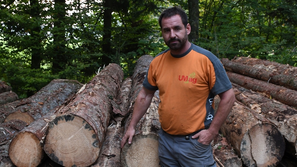 Ueli Müller im Affoltemer Wald vor einem Teil des befallenen Holzes. Die blau-grauen Verfärbungen (sog. «Bläuepilze») vermindern die Holzqualität. (Bilder Livia Häberling)
