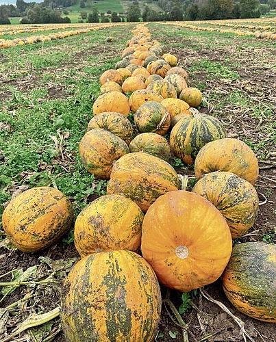 Oktober 2023: «In Bonstetten sind die Kürbisse schön gewachsen», fand Susanne Baer und schickte uns dieses bezaubernde Bild.