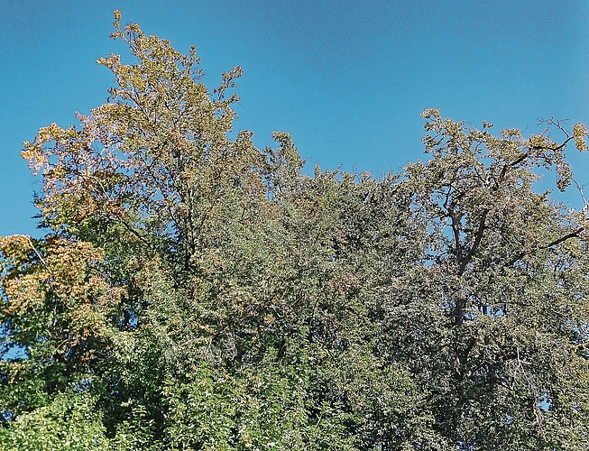Ein Blick in die Baumkronen – besonders an südlich exponierten Waldrändern – zeigt, dass sich die Blätter der Buchen bereits im Juli braun verfärben. (Bilder Regula Zellweger) Ein Blick in die Baumkronen – besonders an südlich exponierten Waldrändern – zeigt, dass sich die Blätter der Buchen bereits im Juli braun verfärben. (Bilder Regula Zellweger)