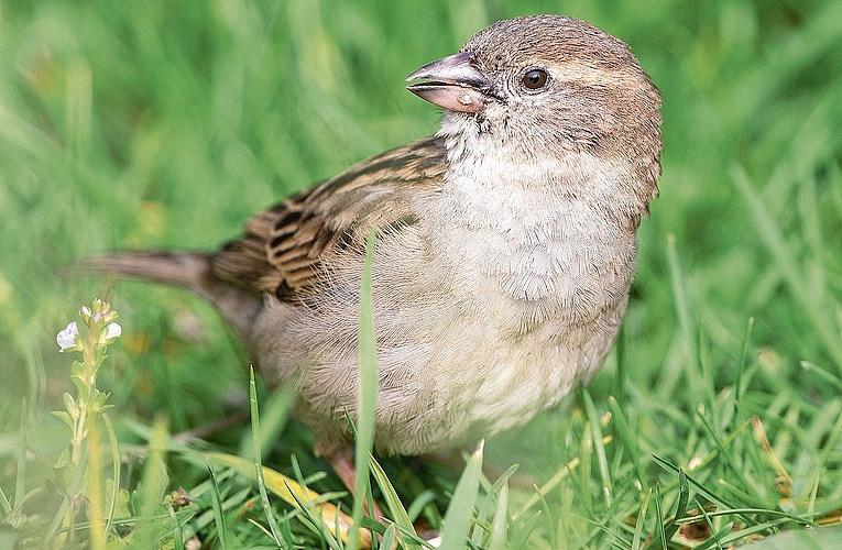 Die Tarnfärbung des Weibchens ist dem Überleben geschuldet. (Bild Michael Gerber)