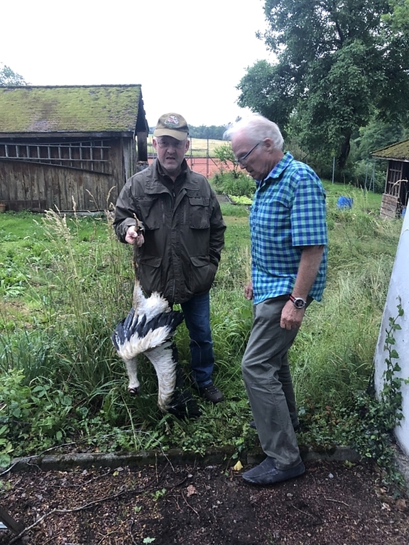 Ein Festschmaus für die jungen Füchse. Walter Häusermann und Willy Bonvin nach dem Storchendrama. (Bild Christine Häusermann)