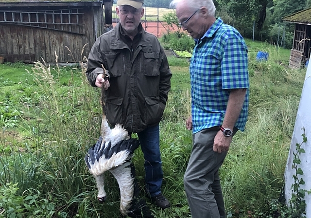 Ein Festschmaus für die jungen Füchse. Walter Häusermann und Willy Bonvin nach dem Storchendrama. (Bild Christine Häusermann)