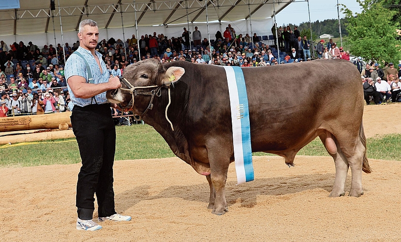 Festsieger Samuel Giger mit Schwingfest-Muni «Wulli». (Bild zvg)
