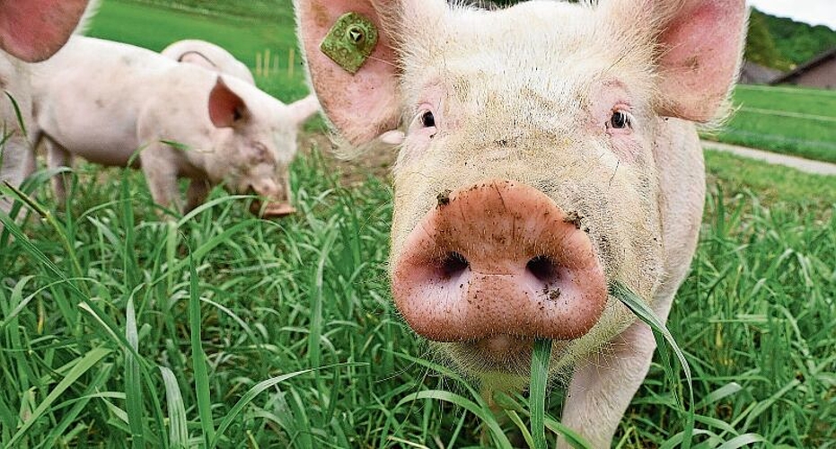 99 Prozent aller Schweine im Säuliamt leben in vier Gemeinden. (Bild Bruno Kissling) 99 Prozent aller Schweine im Säuliamt leben in vier Gemeinden. (Bild Bruno Kissling)