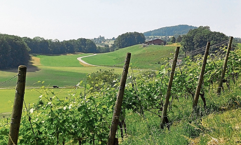 Ausblick vom Rebberg in Richtung Aeugst. (Bilder Regula Zellweger) Ausblick vom Rebberg in Richtung Aeugst. (Bilder Regula Zellweger)