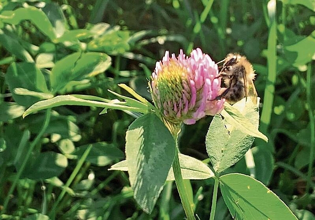 Während der warmen Jahreszeit sind sie zuhauf unterwegs: Hautflügler wie Bienen und Hummeln. (Bild Angela Bernetta)