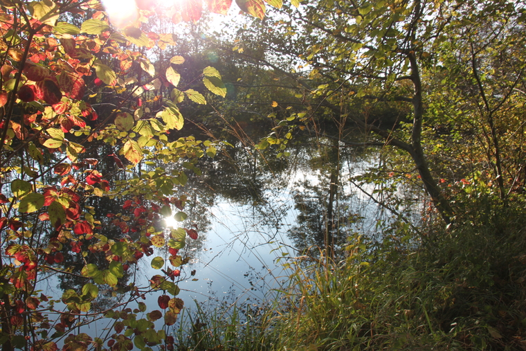 Am Lochenweiher in Bonstetten wird in absehbarer Zeit keine Veränderung stattfinden. (Archivbild Florian Hofer)