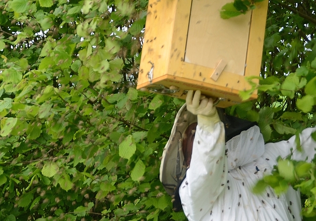Das Einfangen von schwärmenden Bienen gehört ebenfalls zu den Aufgaben eines Imkers. (Bild Martin Mullis)