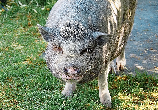 Mini-Pig-Boss Buddy ist nicht der Schönste, aber liebenswert. (Bild Regula Zellweger)