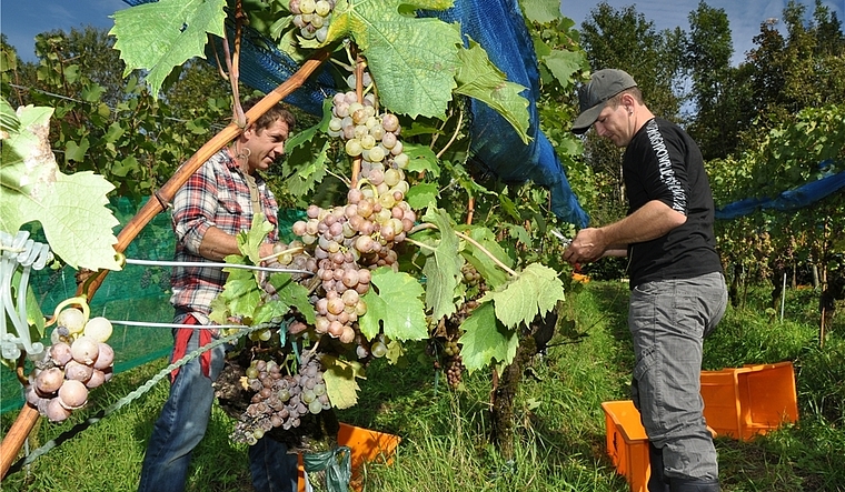 Wümmet am Rebhügel in Knonau: Erst gilt es, die faulen Beeren zu entfernen. (Bild Werner Schneiter)