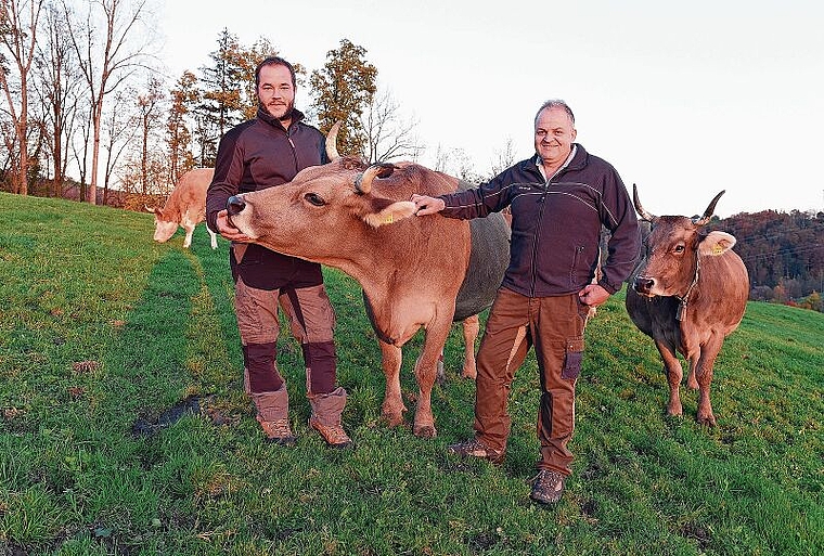 Gregor Blattmann (rechts) und Christian Flückiger mit Hornkühen auf der Weide in der Wesenmatt oberhalb von Sihlbrugg. (Bild Bernhard Schneider.)