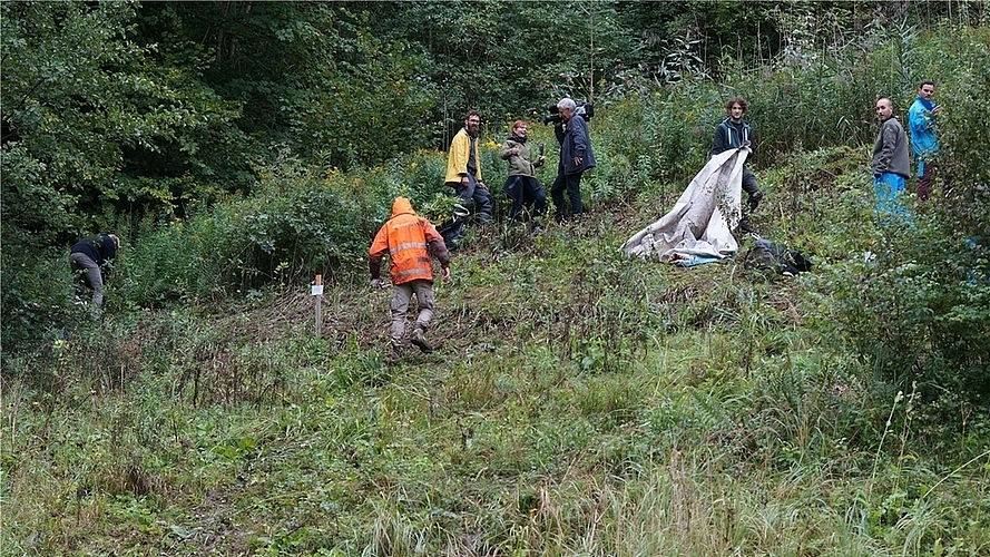 Knochenarbeit: Von Hand versuchen Zivildienstleistende der Goldrute Herr zu werden. (Bilder Ruedi Burkart) Knochenarbeit: Von Hand versuchen Zivildienstleistende der Goldrute Herr zu werden. (Bilder Ruedi Burkart)