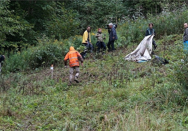 Knochenarbeit: Von Hand versuchen Zivildienstleistende der Goldrute Herr zu werden. (Bilder Ruedi Burkart)
