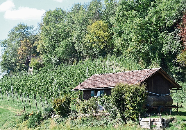 Gute Traubenqualität: Der 1,2 ha grosse Rebhügel zwischen Knonau und Uttenberg. (Bild Werner Schneiter)