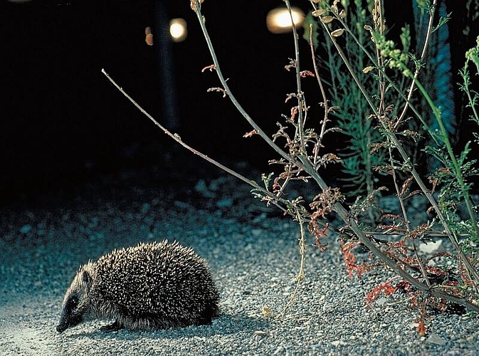 Igel kommen heutzutage häufiger im Siedlungsraum vor als in ländlichen Gebieten. (Bild Fabio Bontadina / stadtwildtiere.ch)