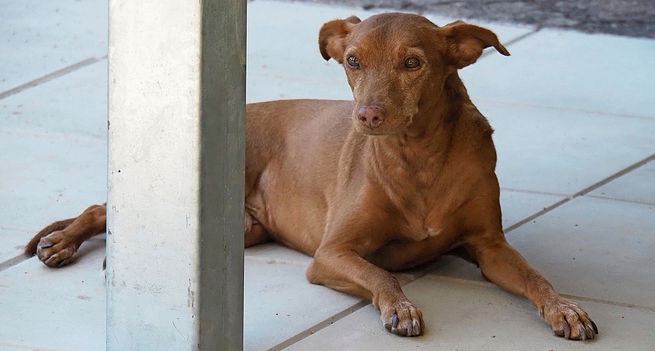 Beacon hat eine lange, traurige Geschichte. Dank der Hündin Megumi konnte sich der verängstigte Hund auf dem Hof einleben. (Bilder Regula Zellweger)