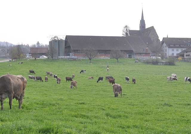 Der neue Melkstall soll westlich des bestehenden Landwirtschaftsbetriebes realisiert werden. «Der einzig mögliche Standort», sagt der Verein Kloster Kappel. (Bild Werner Schneiter)