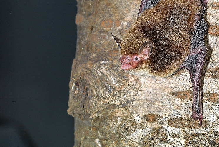 Wasserfledermaus.