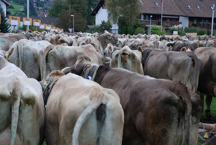 Die Konkurrenz ist riesig: Welche Kuh ist die Schönste?

