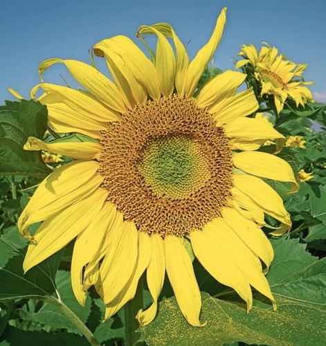 Gelbe Sonnenblume im Zürcher Weinland. «Von leuchtenden Farben bin ich immer wieder aufs Neue fasziniert.»
