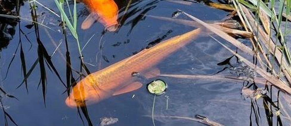 September 2023: Wenn das Wasser träumt / vom Gold tief auf seinem Grund / singen die Fische. 
(Bild Margrit Aeschlimann/Text Helena Aeschbacher-Sinecká).