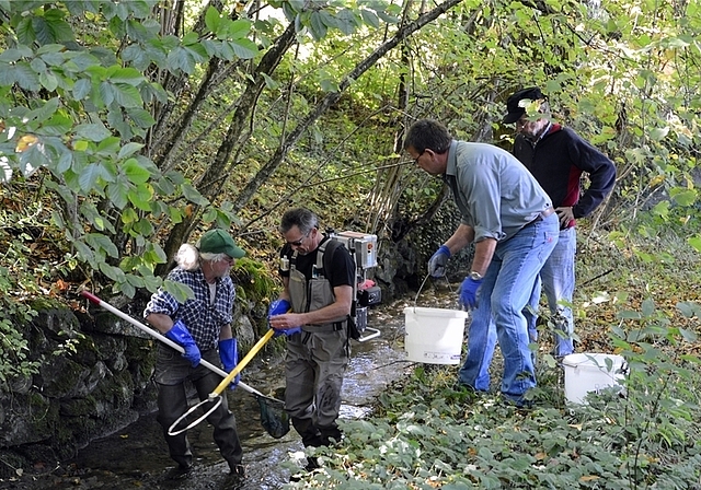 Fischereiaufseher Robert Geuggis betäubt die Fische mit einem leichten Stromstoss, damit sie schonend eingefangen und gezählt werden können.