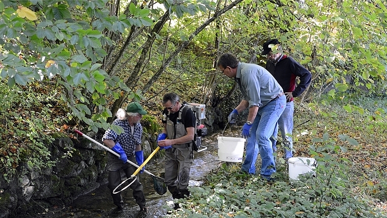 Fischereiaufseher Robert Geuggis betäubt die Fische mit einem leichten Stromstoss, damit sie schonend eingefangen und gezählt werden können.