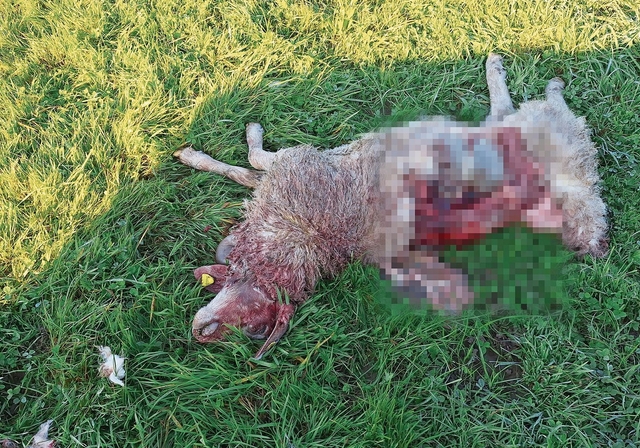 Erstes Opfer des Wolfs im Säuliamt in diesem Jahr: das am 19. September gerissene Lamm. (Bild Hans Rudolf Trottmann)