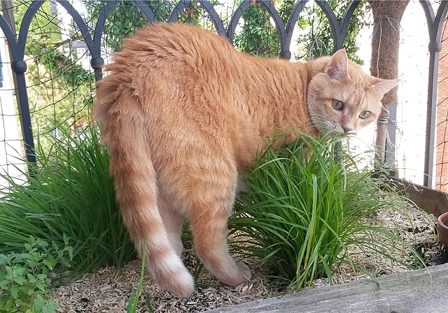 Diese Katzendame wird gut umsorgt. (Bild zvg.)