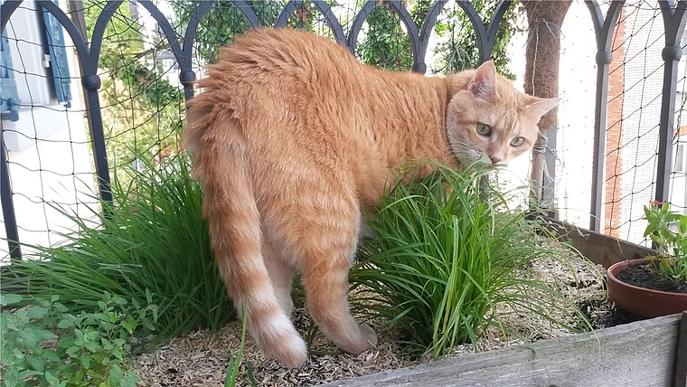 Diese Katzendame wird gut umsorgt. (Bild zvg.)