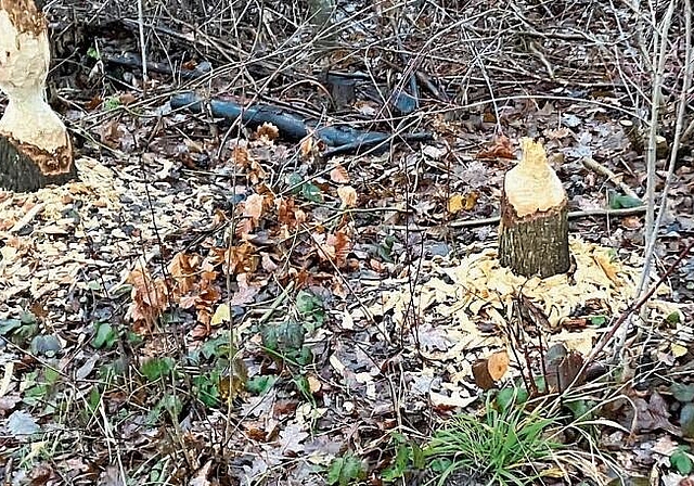 Frische Biberspuren beim Lindenbach in Obfelden. (Bild René von Euw)