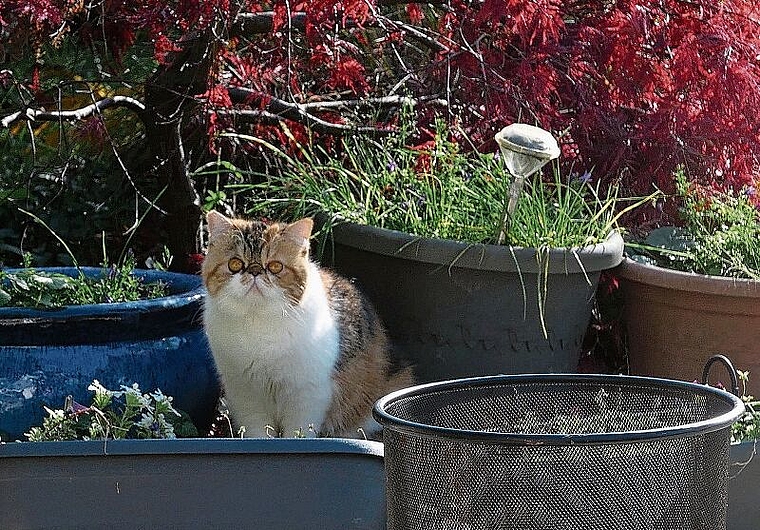 Die Nachfrage nach Haustieren wie etwa Katzen hält nach wie vor an. (Bild Angela Bernetta)