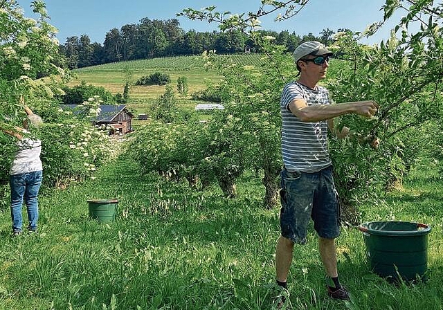 Holunder in Vollblüte - für die Ernte braucht es viele fleissige und geschickte Hände. (Bild Sandra Isabél Claus)