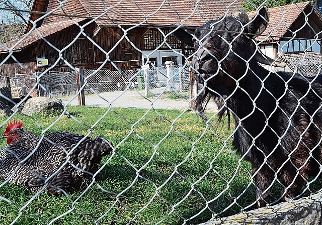 Idyll im Stadtzentrum: der «Kleintier-Zoo» am Breitenweg wird in wenigen Tagen Geschichte sein. (Bild Thomas Stöckli)