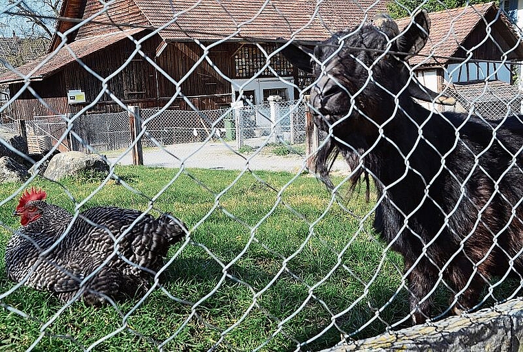 Idyll im Stadtzentrum: der «Kleintier-Zoo» am Breitenweg wird in wenigen Tagen Geschichte sein. (Bild Thomas Stöckli)