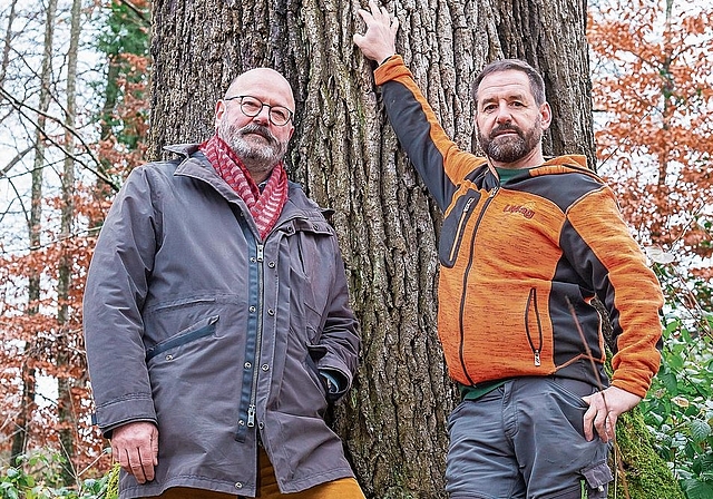Der Hedinger ETH-Waldforscher Andreas Rigling (links) und Förster Ueli Müller vor der «Präsidentin», der mächtigen, wohl 300 Jahre alten und 28 Meter hohen Traubeneiche. Sie stand schon im Hedinger Wald, als die Französische Revolution noch Ja