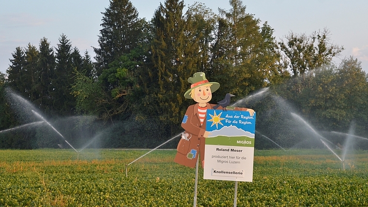 Der Knollensellerie hat grossen Durst: Eine direkte Pumpleitung aus der Reuss bei Ottenbach. <em>(Bild Martin Mullis)</em>