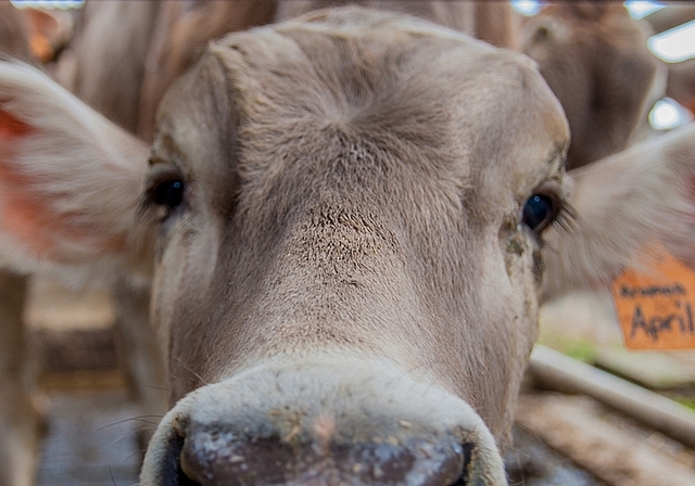 Sie macht ein langes Gesicht: Konsumenten greifen vermehrt zu Margarine aus Palmöl, anstatt Butter aus regionaler Produktion. (Bild Salomon Schneider)