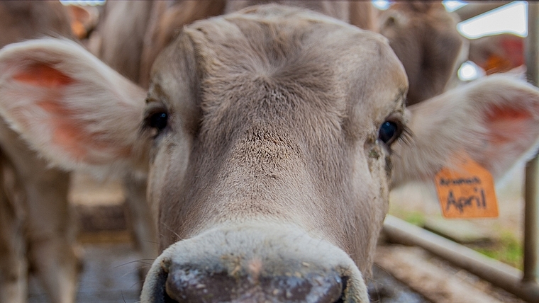 Sie macht ein langes Gesicht: Konsumenten greifen vermehrt zu Margarine aus Palmöl, anstatt Butter aus regionaler Produktion. (Bild Salomon Schneider)