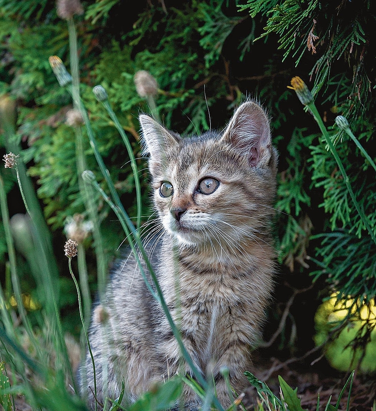 Freigängerkatzen leben in der Gegend um das Mettmenstetter Quartier Pfruendmattstrasse gefährlich. (Symbolbild Pixabay)