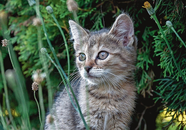 Freigängerkatzen leben in der Gegend um das Mettmenstetter Quartier Pfruendmattstrasse gefährlich. (Symbolbild Pixabay)
