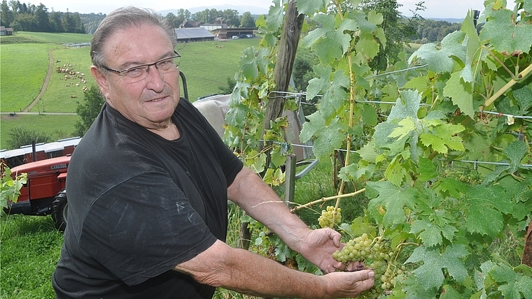 Winzer Edwin Marty auf dem eine Hektare grossen Rebareal in Knonau. Der Behang bei den weissen Trauben ist gut, aber durch Mehltau wird der Ertrag reduziert – vor allem bei den roten Trauben. (Bild Werner Schneiter)