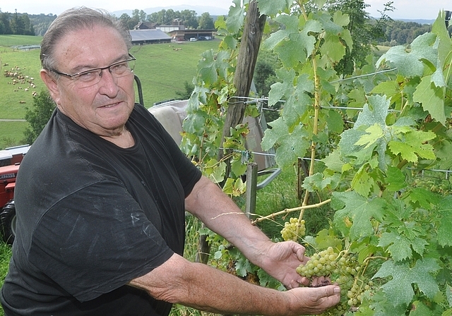 Winzer Edwin Marty auf dem eine Hektare grossen Rebareal in Knonau. Der Behang bei den weissen Trauben ist gut, aber durch Mehltau wird der Ertrag reduziert – vor allem bei den roten Trauben. (Bild Werner Schneiter)