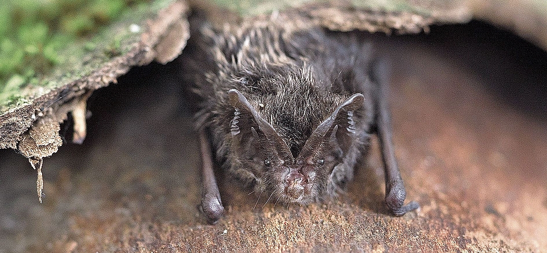 Mopsfledermaus. (Bilder www.fledermausschutz.ch)