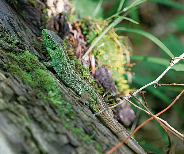 Männliche Zauneidechse im Frühling. (Bilder zvg)